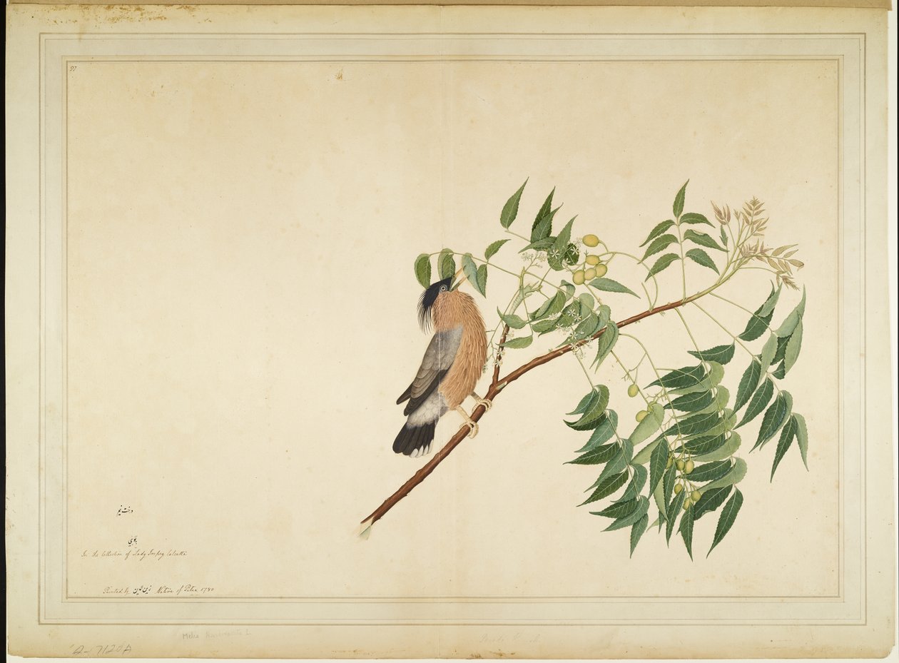 Storno Brahmino su Ramo di Neem, foglio da una Serie Commissionata da Lady Impey, 1780 da Shaikh Zain ud Din