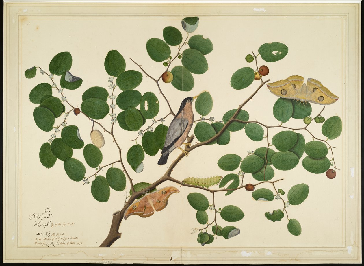 Storno Brahminy con Due Falene Antheraea, Bruco e Bozzolo su Albero di Giuggiola Indiana, foglio da una Serie Commissionata da Lady Impey da Shaikh Zain ud Din