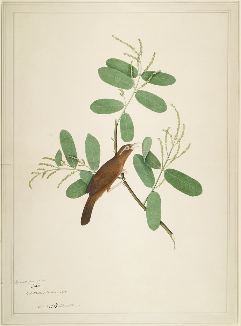 Hwamei su Ramo di Terminalia, foglio da una Serie Commissionata da Lady Impey, 1780 da Shaikh Zain ud Din