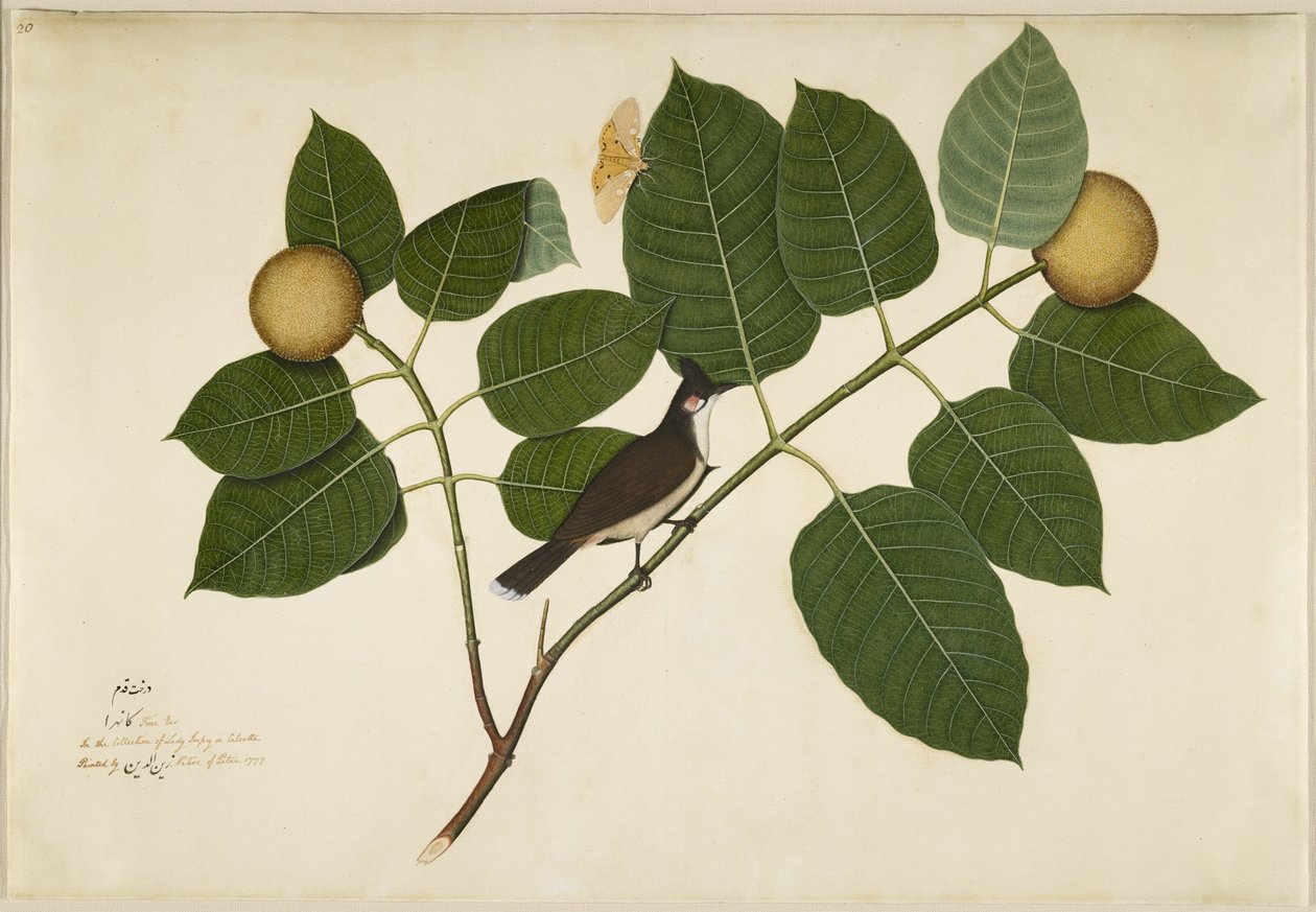 Bulbul dalle guance rosse e falena Aganais Ficus su ramo di Kadamba, foglio da una serie commissionata da Lady Impey, 1777 da Shaikh Zain ud Din