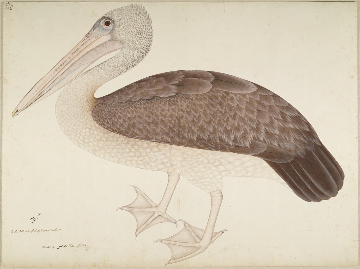Pellicano dal becco macchiato, foglio da una serie commissionata da Lady Impey, c.1780-82 da Shaikh Zain ud Din