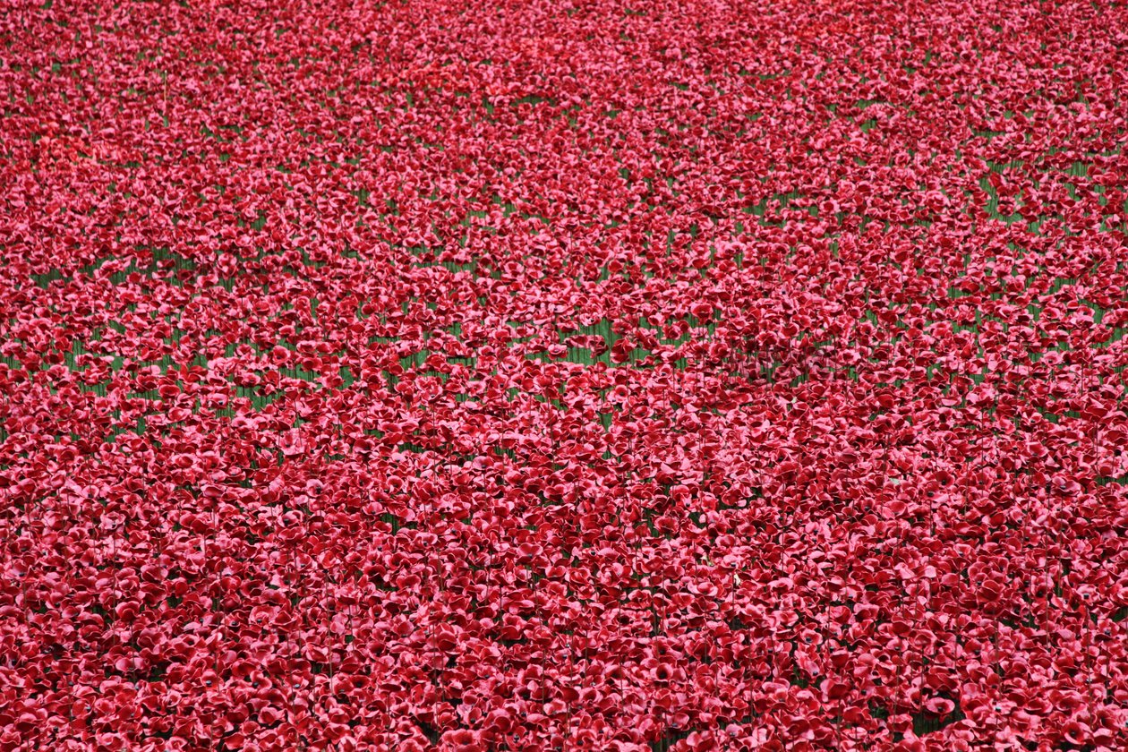 Terre di sangue e mari di rosso, Torre di Londra, 2014 da Sheldon Marshall