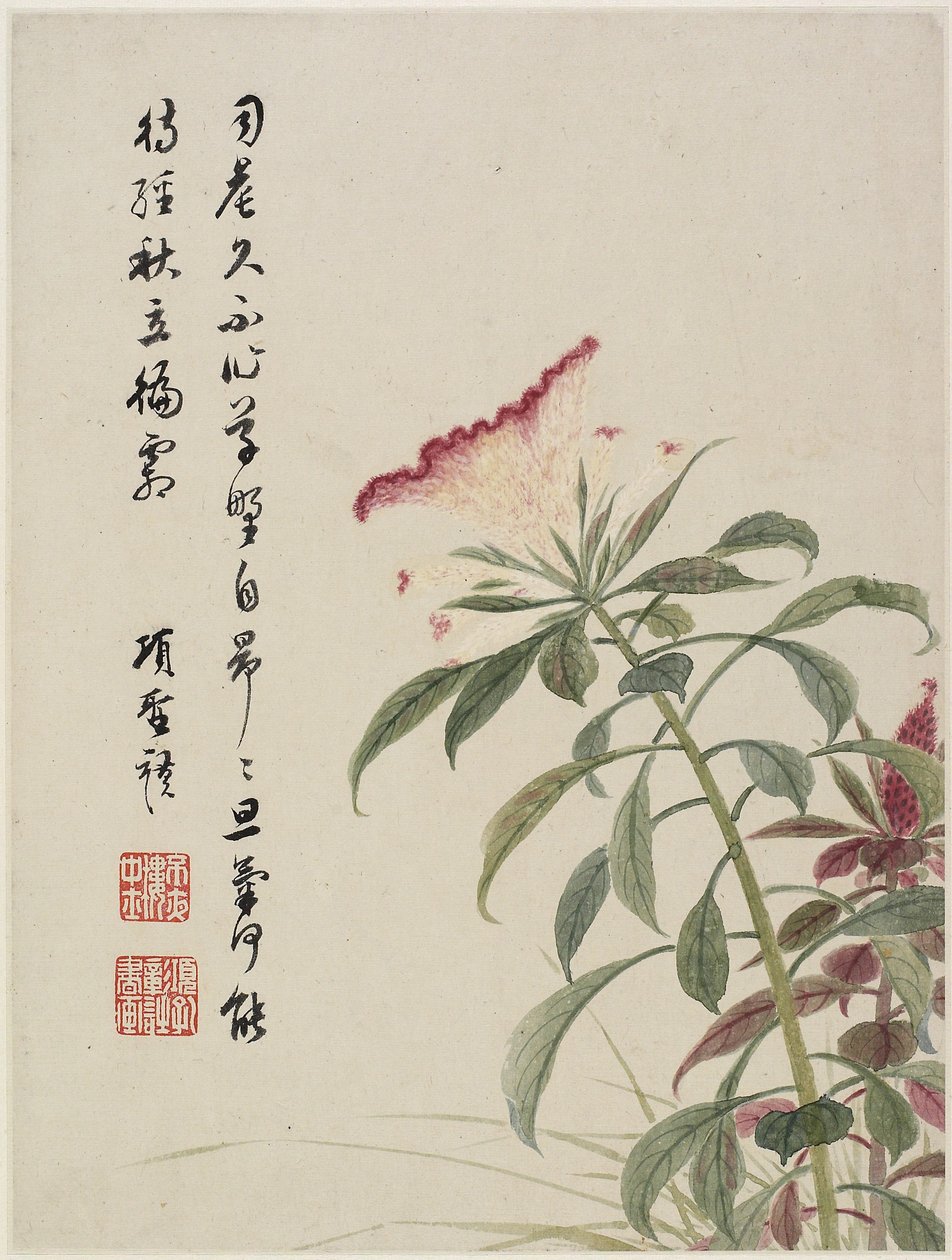 Cresta di gallo da un album di fiori di dieci foglie da Shengmo Xiang
