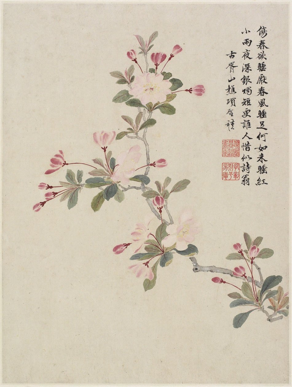 Fiori di melo selvatico da un album di fiori di dieci foglie, 1656 (inchiostro e colore su carta) da Shengmo Xiang