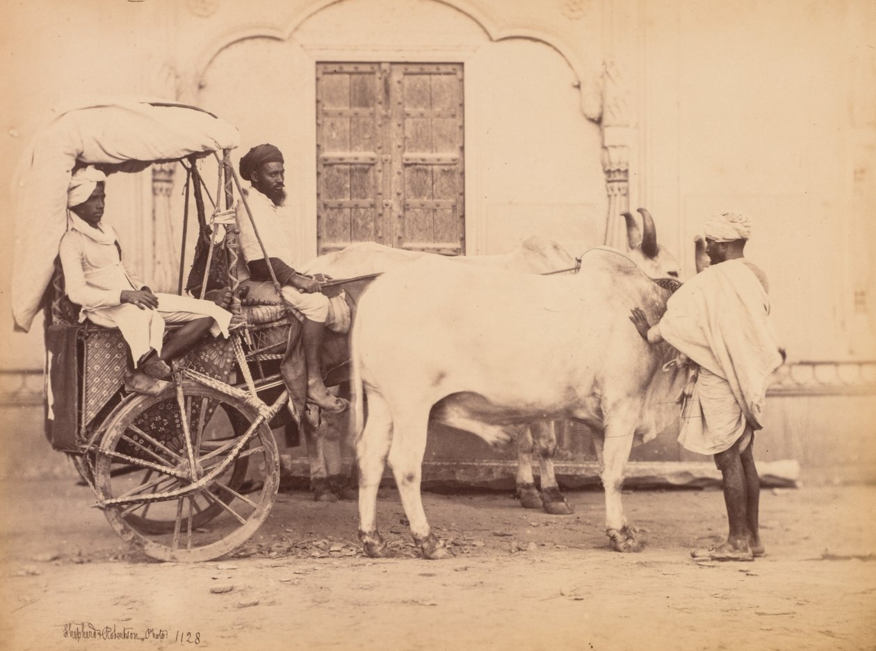 Carro trainato da buoi, Delhi da Shepherd and Robertson