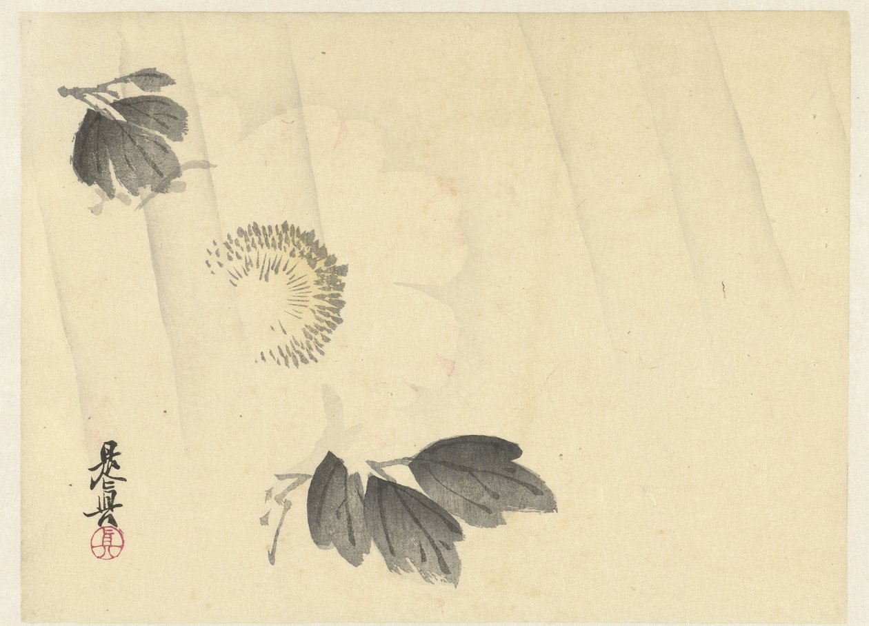 Peonia bianca sotto la pioggia da Shibata Zeshin