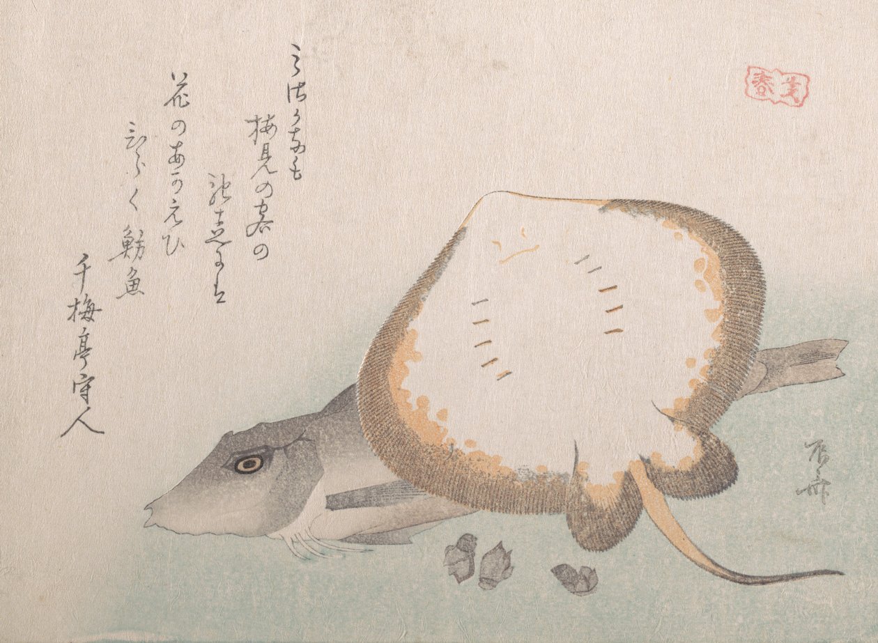 Razza e gallinella da Shinsai