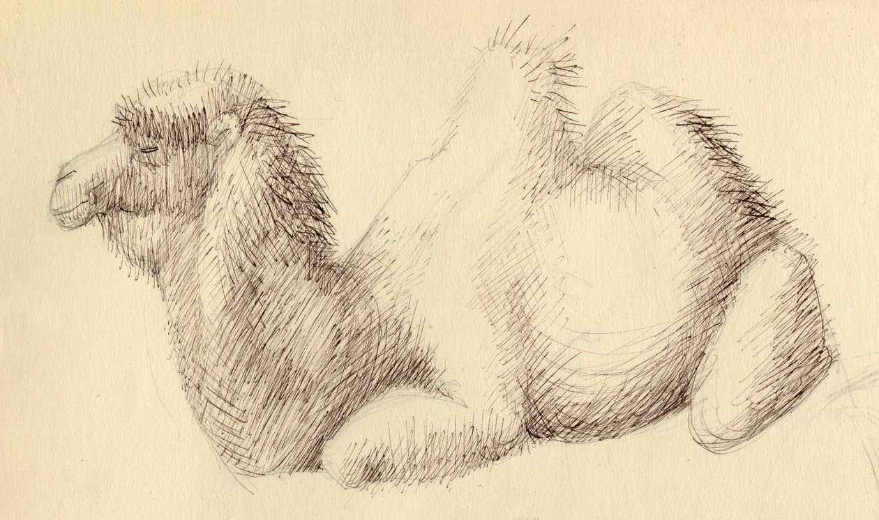 Cammello, c1951 da Shirley Markham