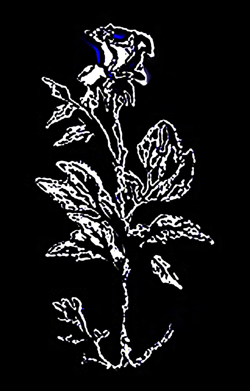Eleganza notturna scintillante da Silvia Martini