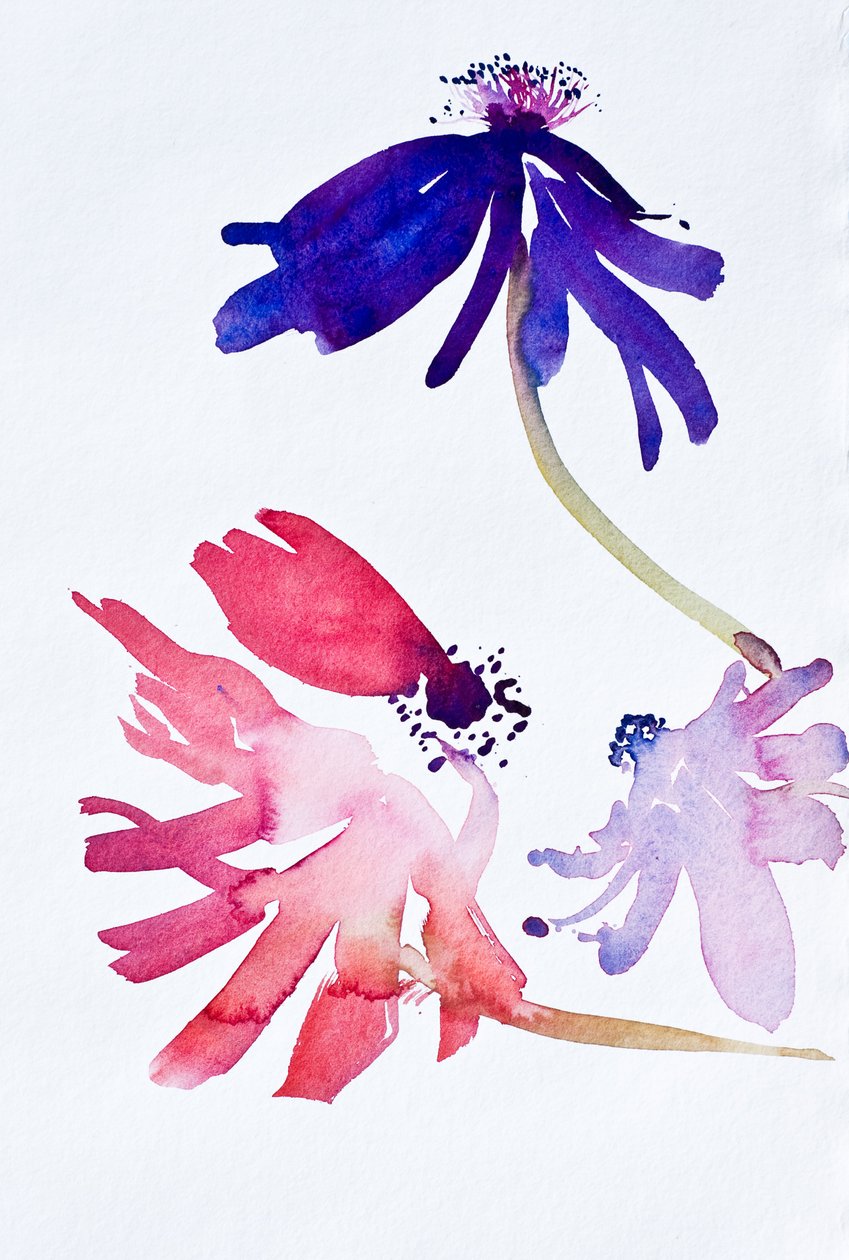Anemoni II, 2010 (acquerello) da Simon Fletcher