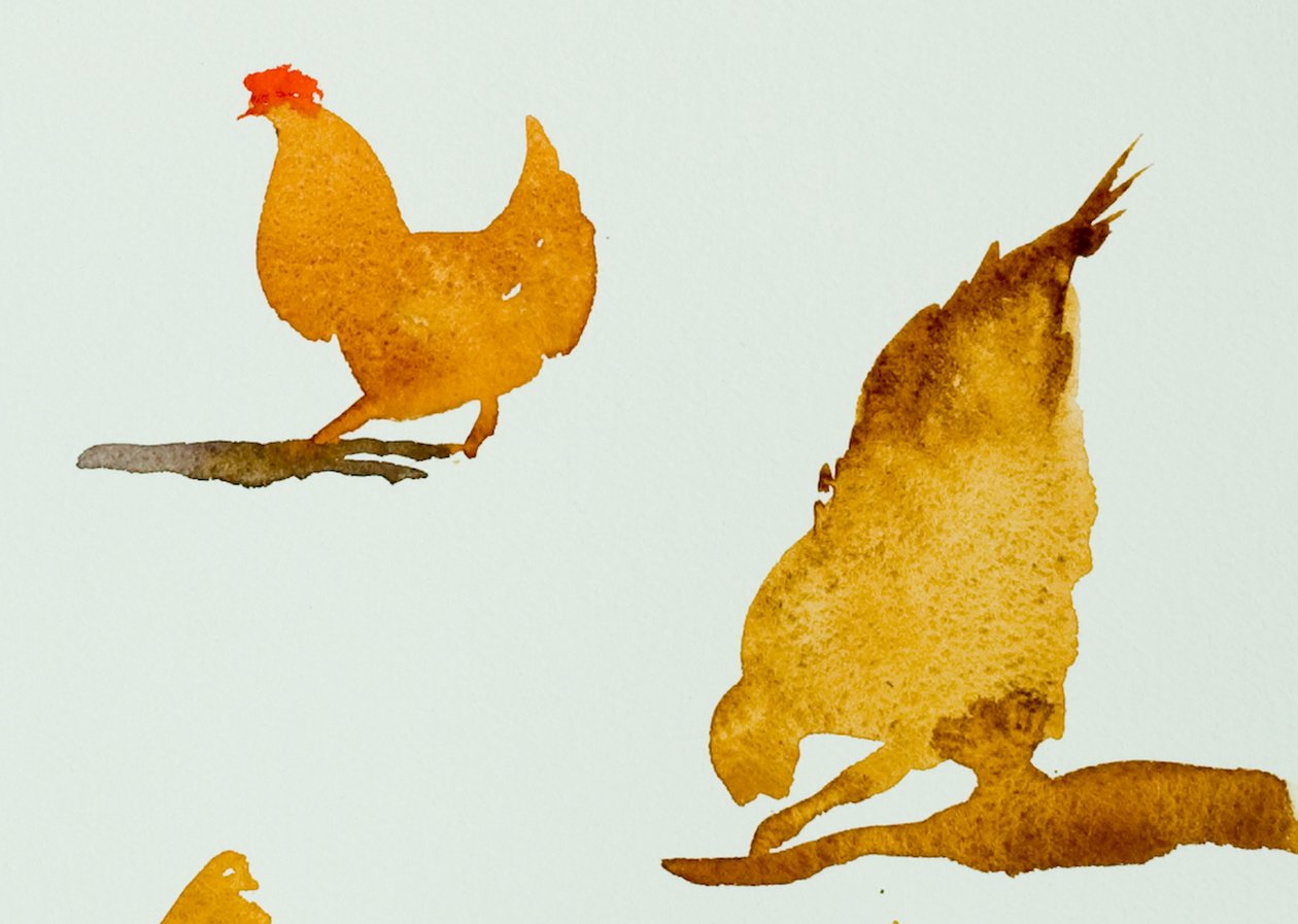 Galline, una che gratta, 2013 (acquerello) da Simon Fletcher