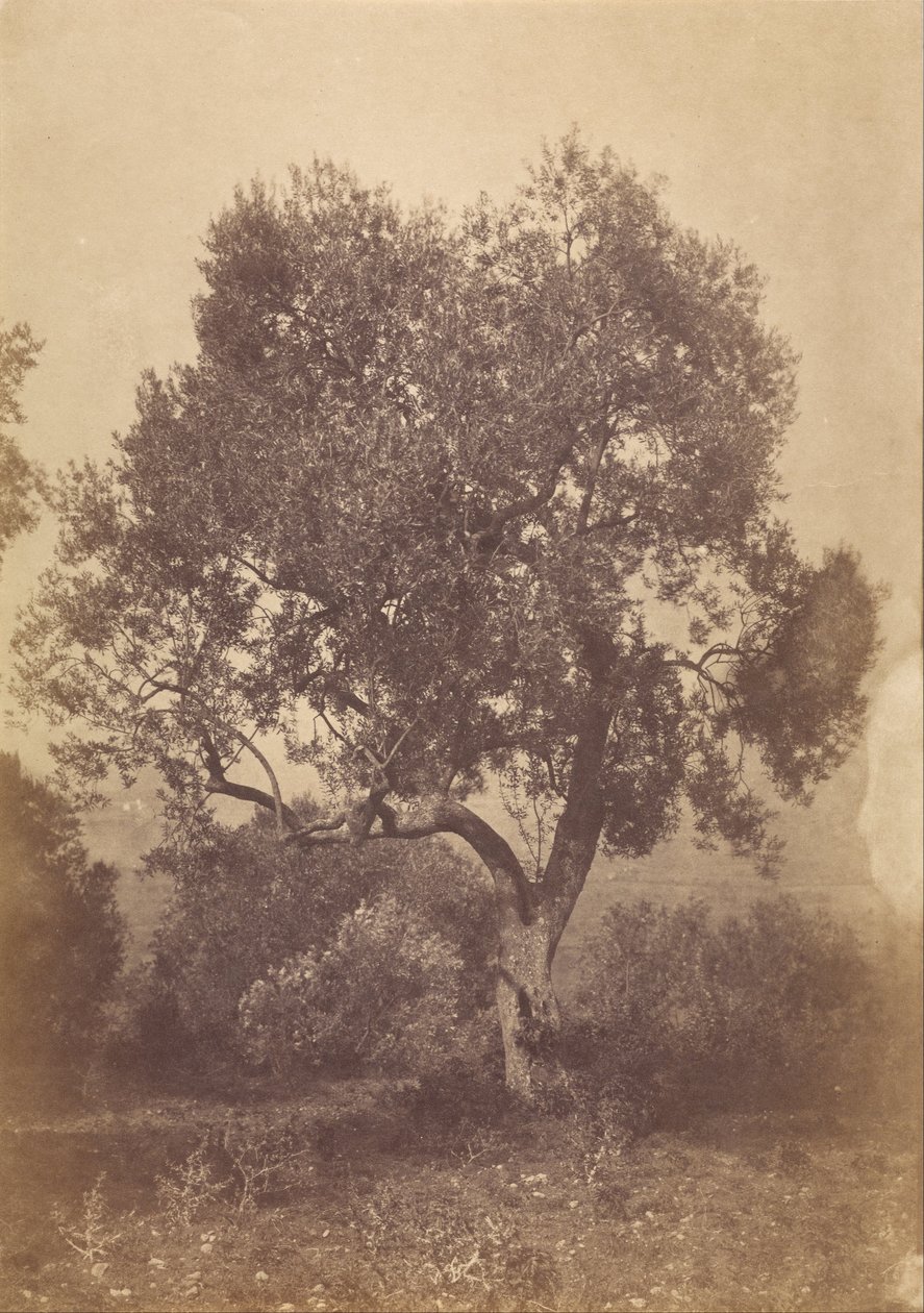 Quercia da Sir Coutts Lindsay