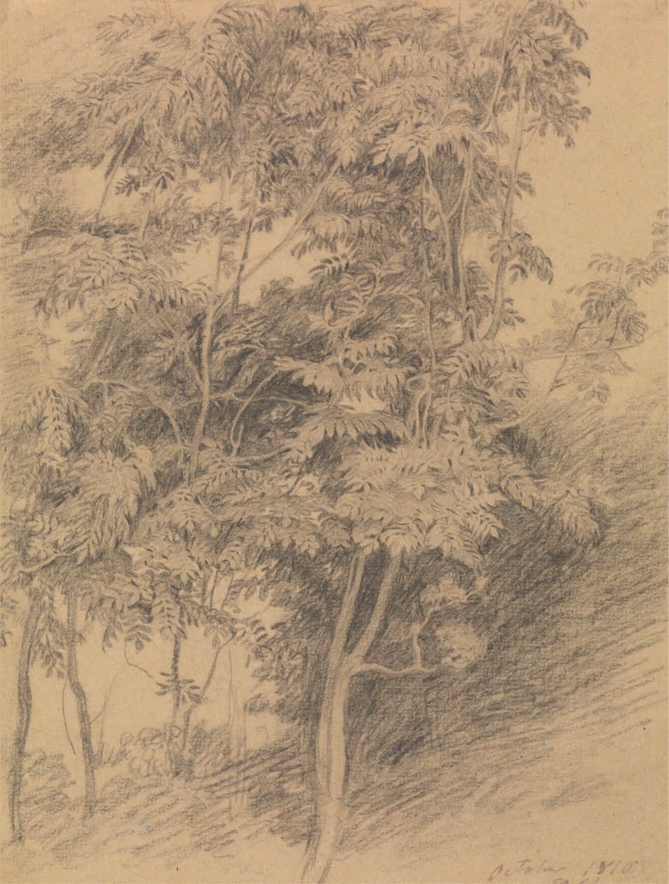 Studio di un albero da Sir David Wilkie