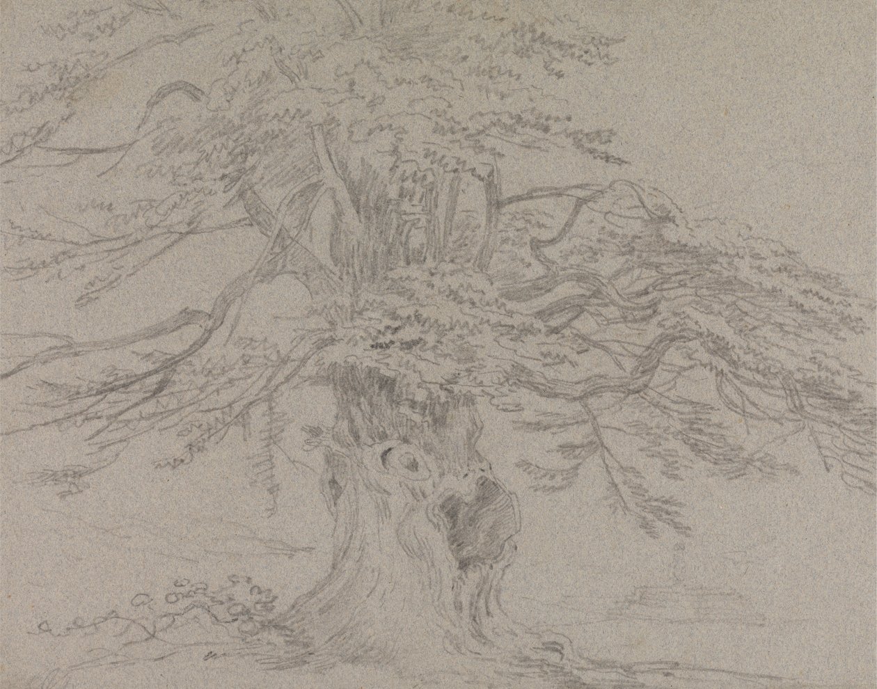 Studio di un Albero da Sir George Howland Beaumont seventh Baronet