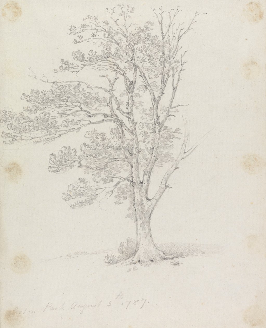 Albero a Easton Park da Sir George Howland Beaumont seventh Baronet