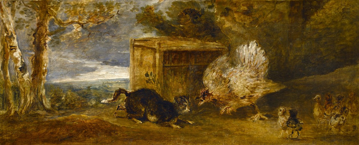 Una gallina difende i suoi pulcini dall