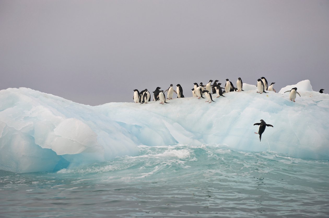 Pinguini Adelia, Pygoscelis adeliae, su un iceberg, 2022 da Sisse Brimberg