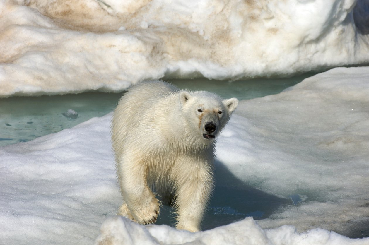 Orso polare (Ursus maritimus) che cammina su una banchisa, Isole Svalbard, Norvegia, 2022 (foto) da Sisse Brimberg