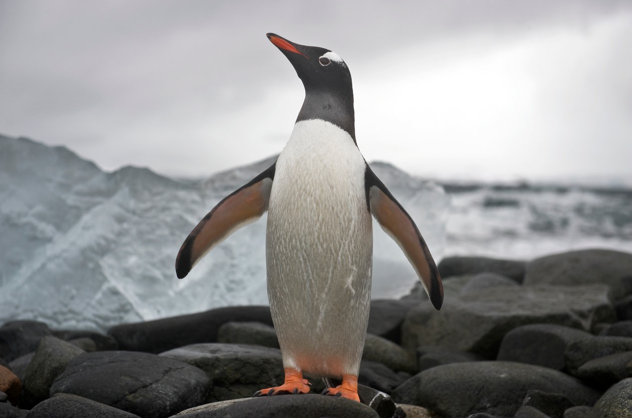 Ritratto di un pinguino gentoo, Pygoscelis papua. Antartide, 2022 da Sisse Brimberg