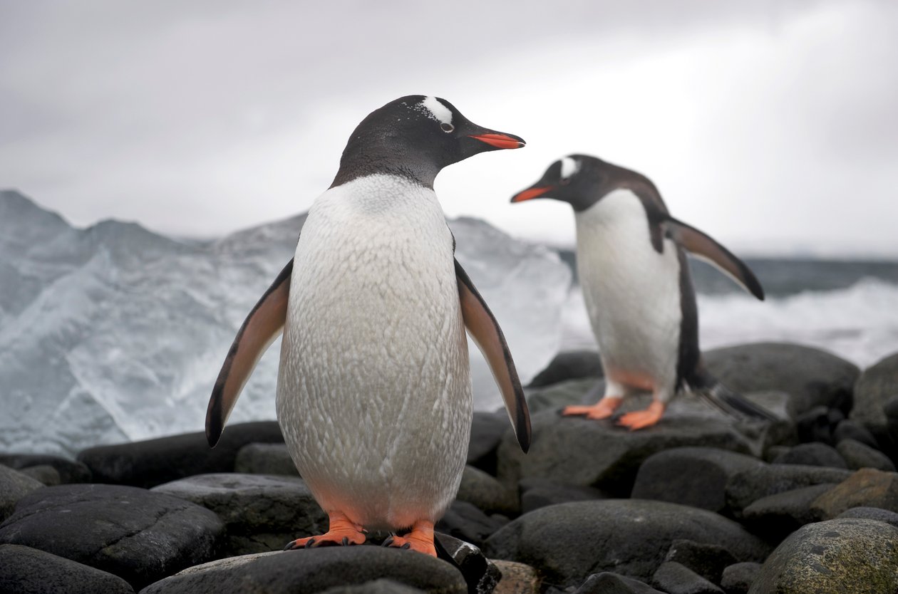 Due pinguini gentoo, Pygoscelis papua, su una costa rocciosa. Antartide, 2022 da Sisse Brimberg