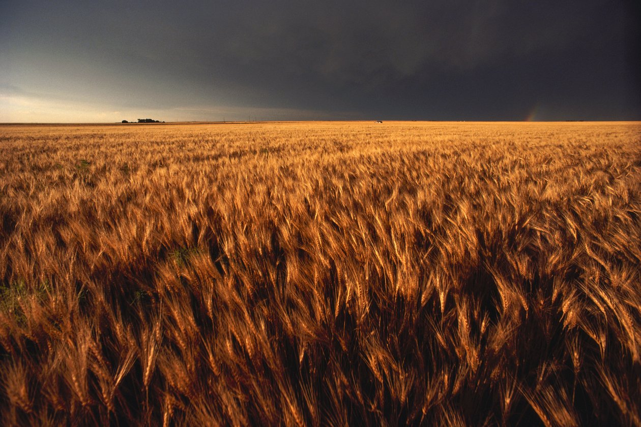 Stati Uniti, Kansas, Tempesta estiva si avvicina a un campo di grano, 2022 (foto) da Sisse Brimberg