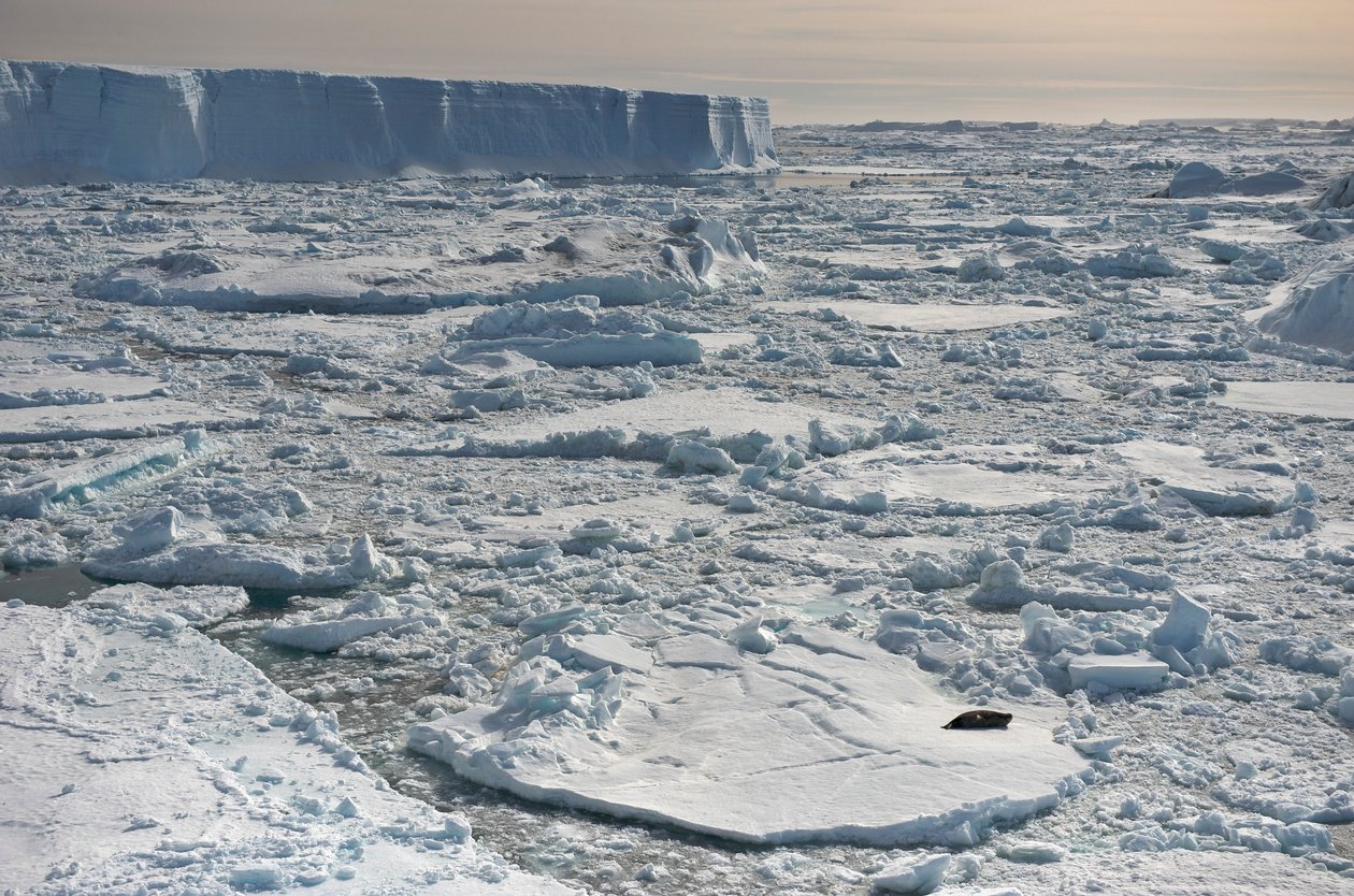 Foca di Weddell, Leptonychotes weddellii, che riposa vicino a iceberg tabulari. Antartide, 2022 da Sisse Brimberg