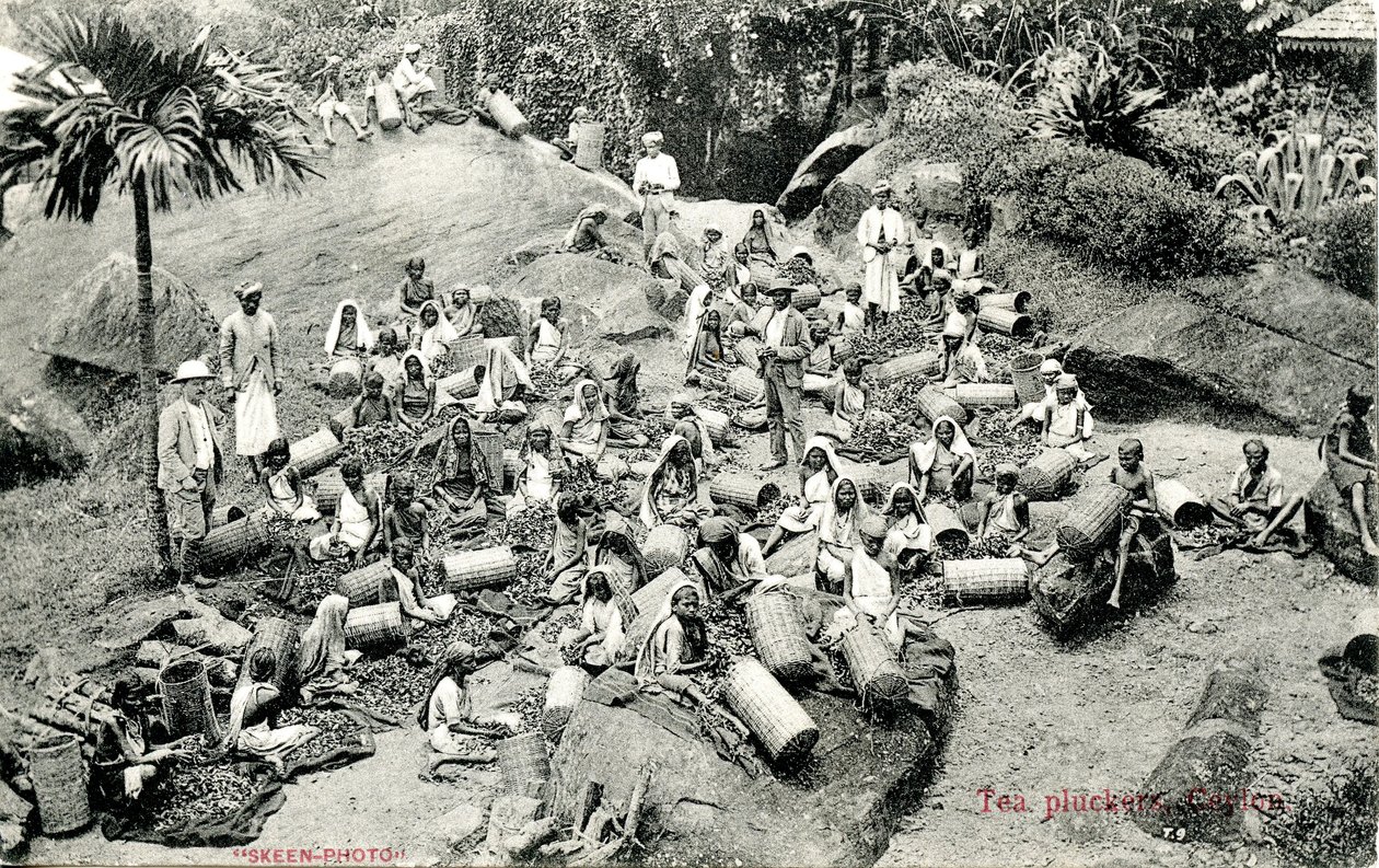 Raccoglitrici di tè, Ceylon, c.1900-1930 da Skeen and Co.