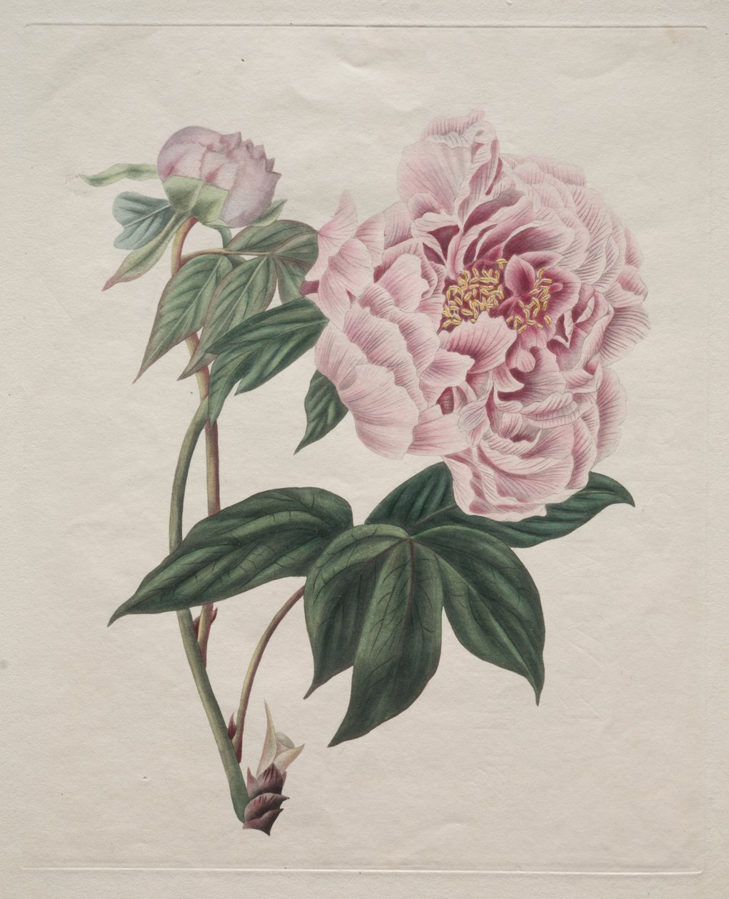 Peonia Arborea Cinese (Paeonia suffruticosa) da Smith