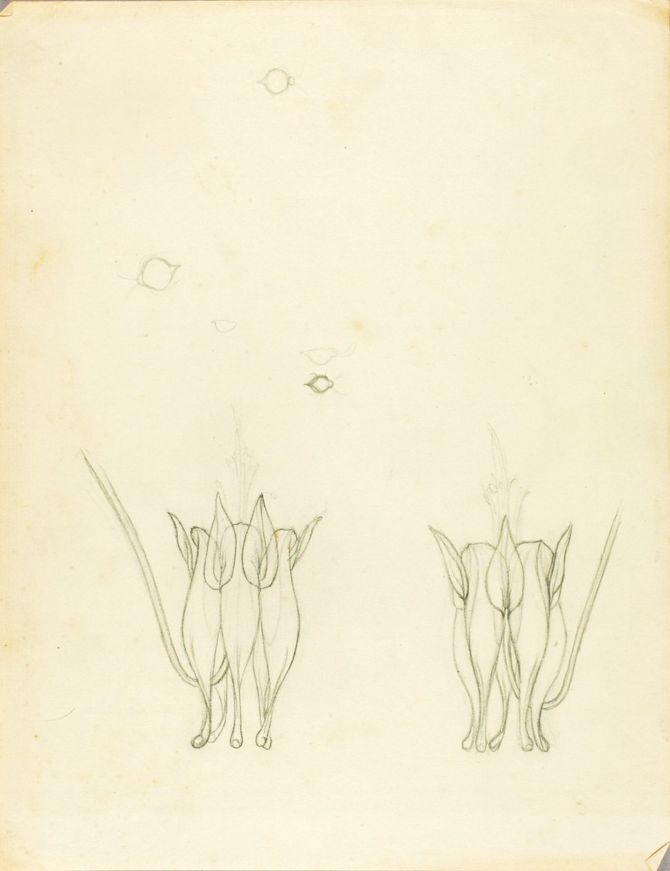 Acacie da Solon H. Borglum