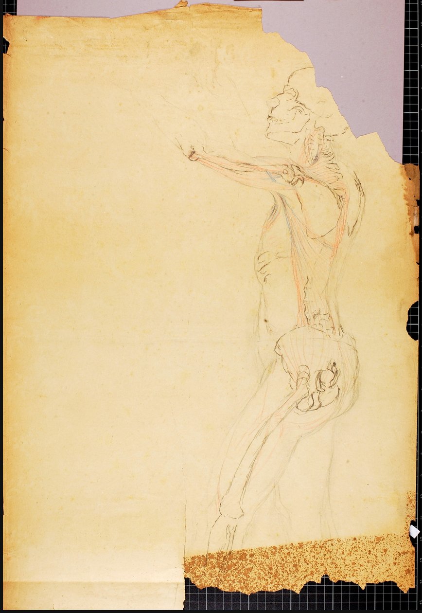 Studio di anatomia da Solon H. Borglum
