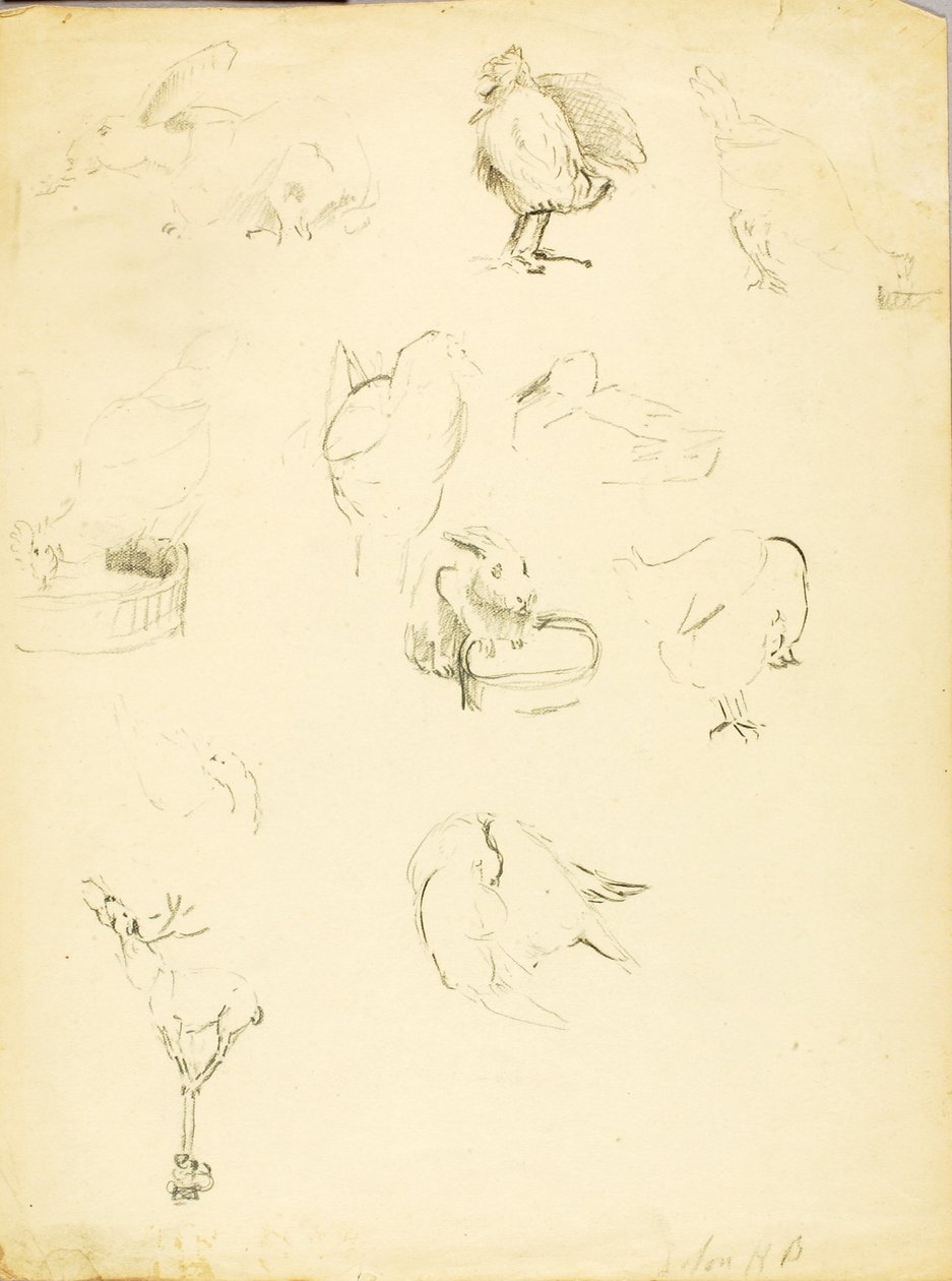 Studi sugli animali da Solon H. Borglum