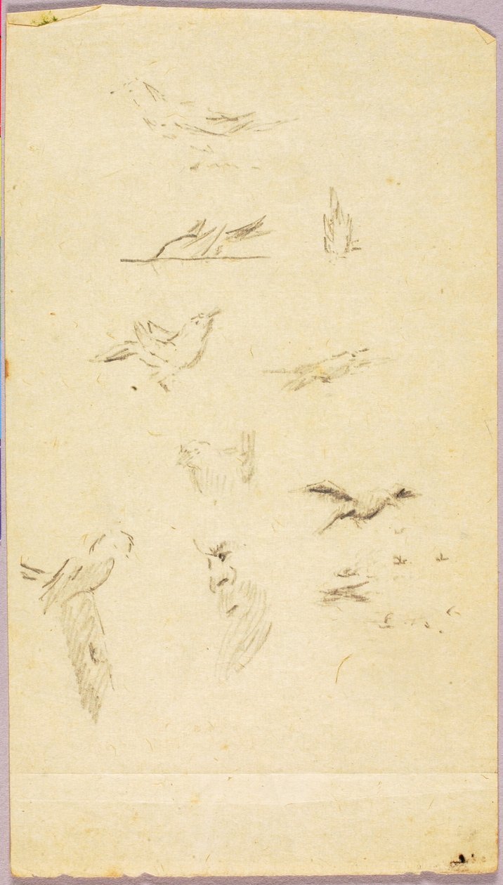 Uccelli da Solon H. Borglum