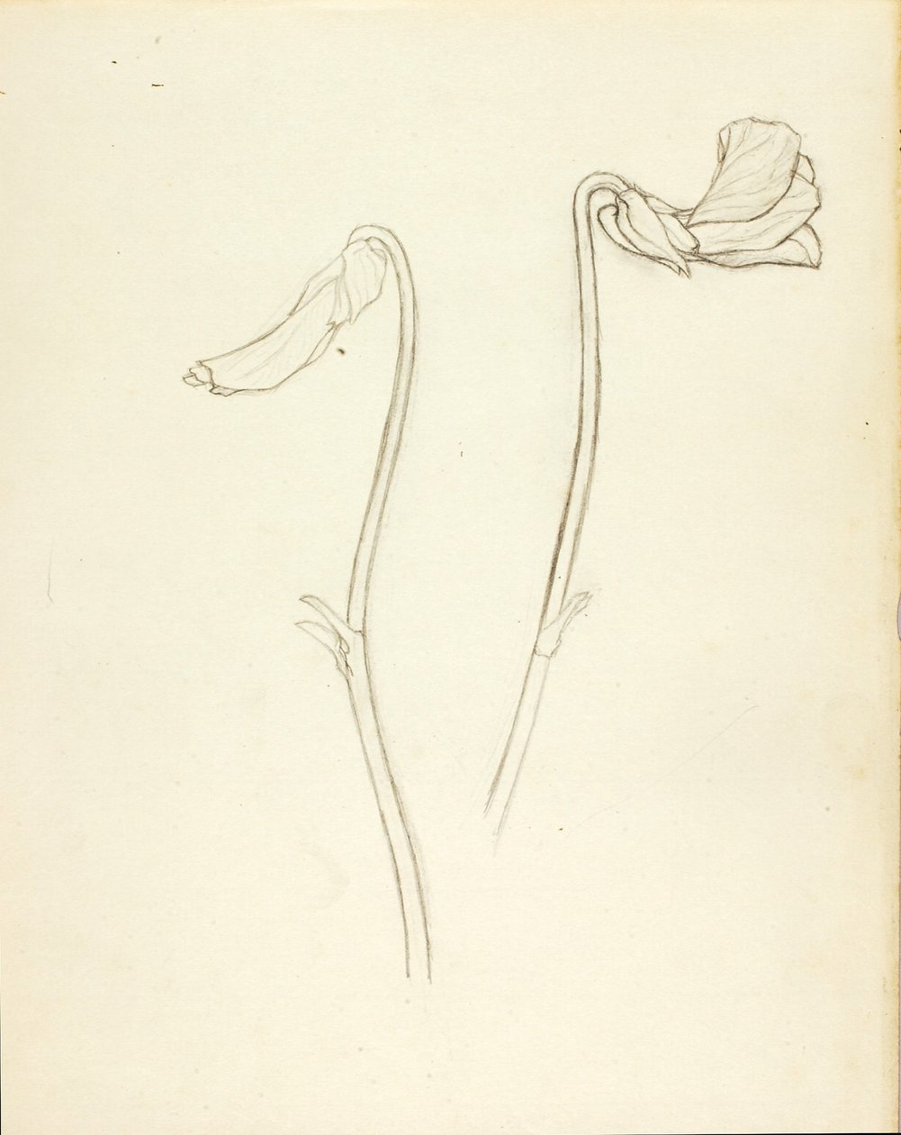 Fiore chiuso e aperto da Solon H. Borglum