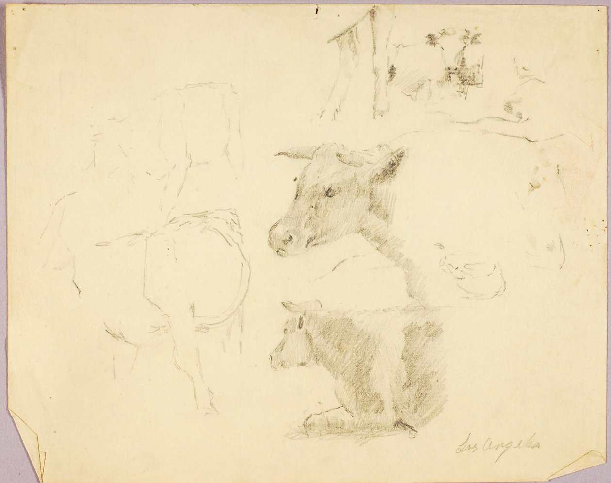 Mucche da Solon H. Borglum