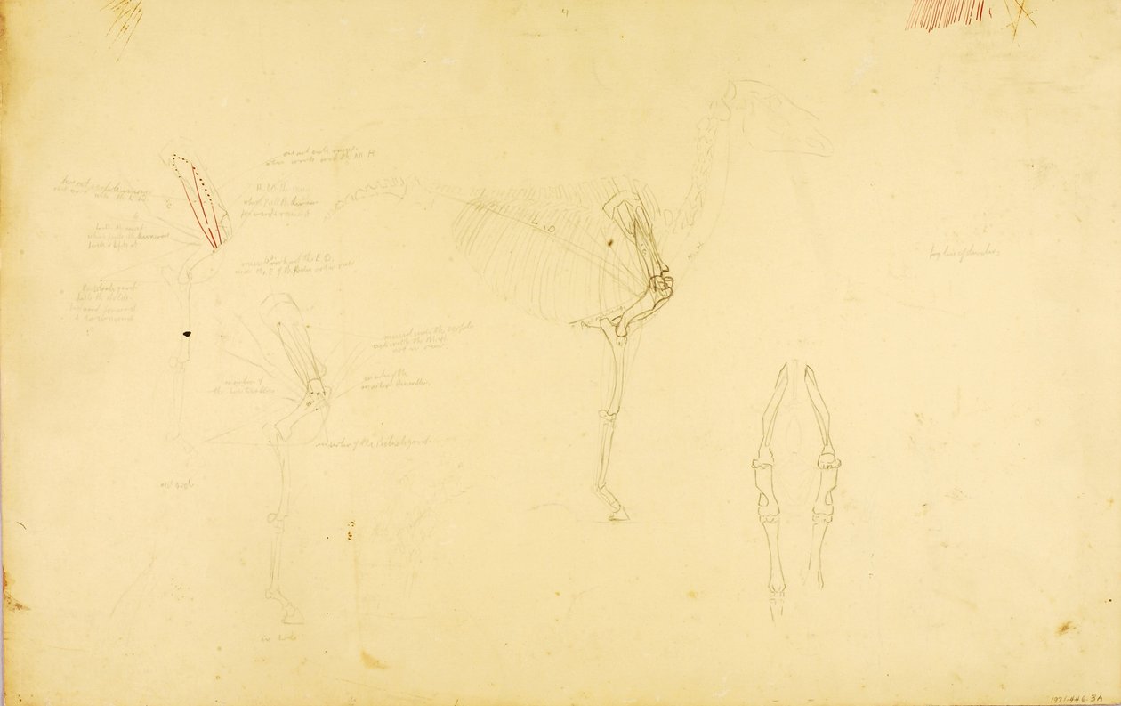 Anatomia del cavallo da Solon H. Borglum
