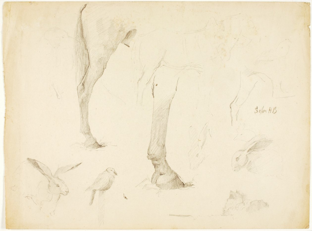 Studio del cavallo e dei conigli da Solon H. Borglum