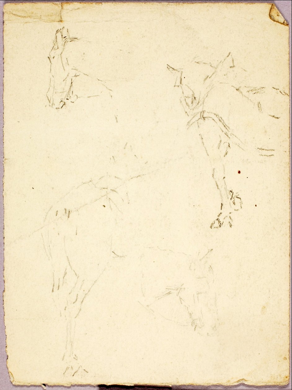 Cavalli da Solon H. Borglum