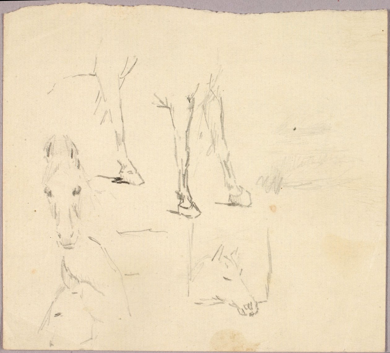 Cavalli da Solon H. Borglum