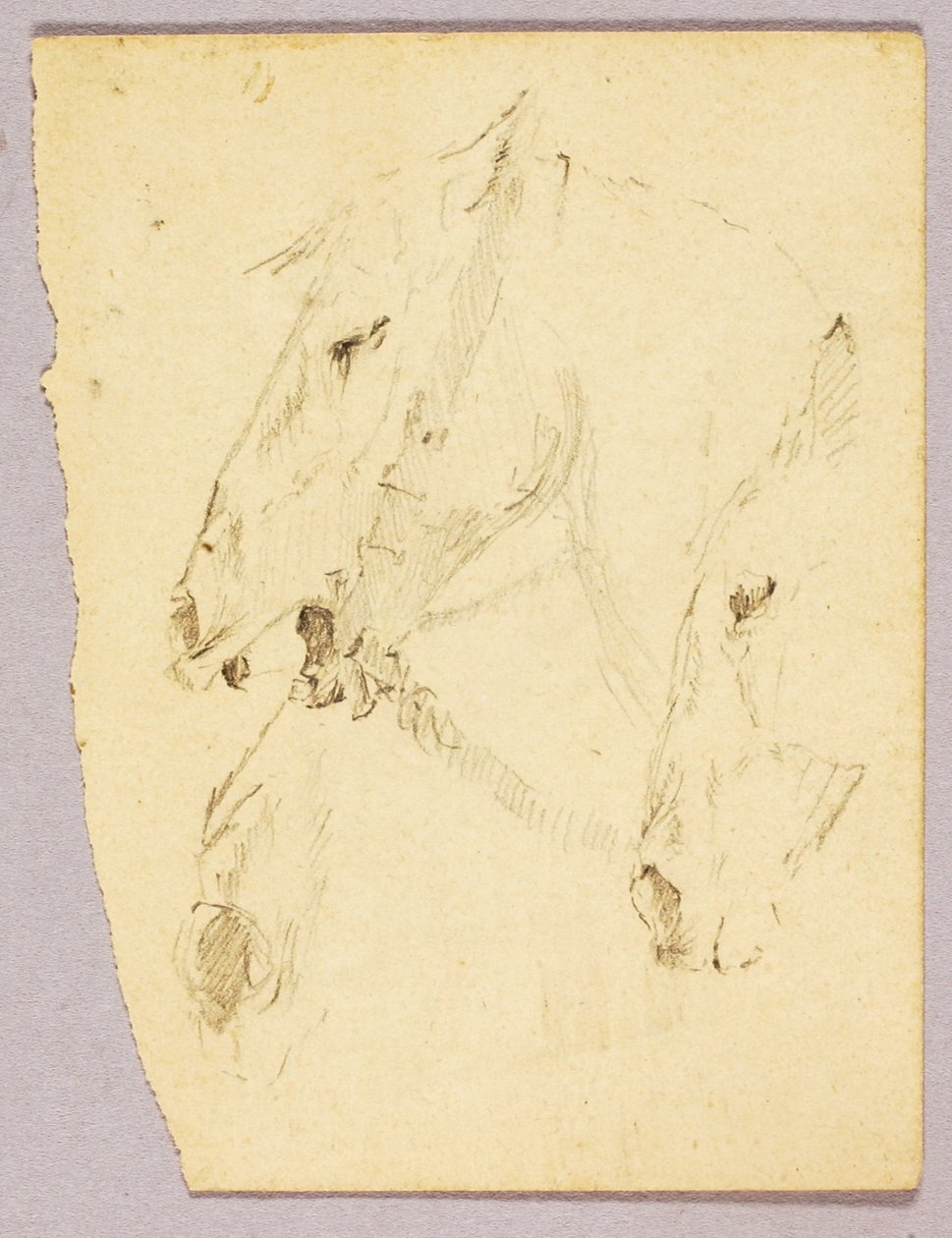 Teste di cavallo da Solon H. Borglum