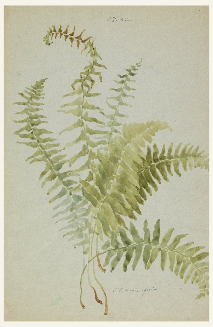 Disegno, Studi di felci, inizio XX secolo da Sophia L. Crownfield