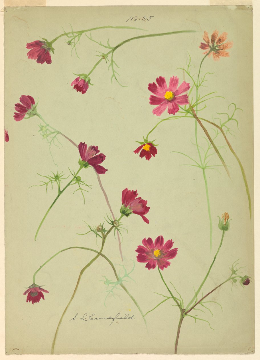 Disegno, Studi: Cosmo, fine del XIX secolo da Sophia L. Crownfield