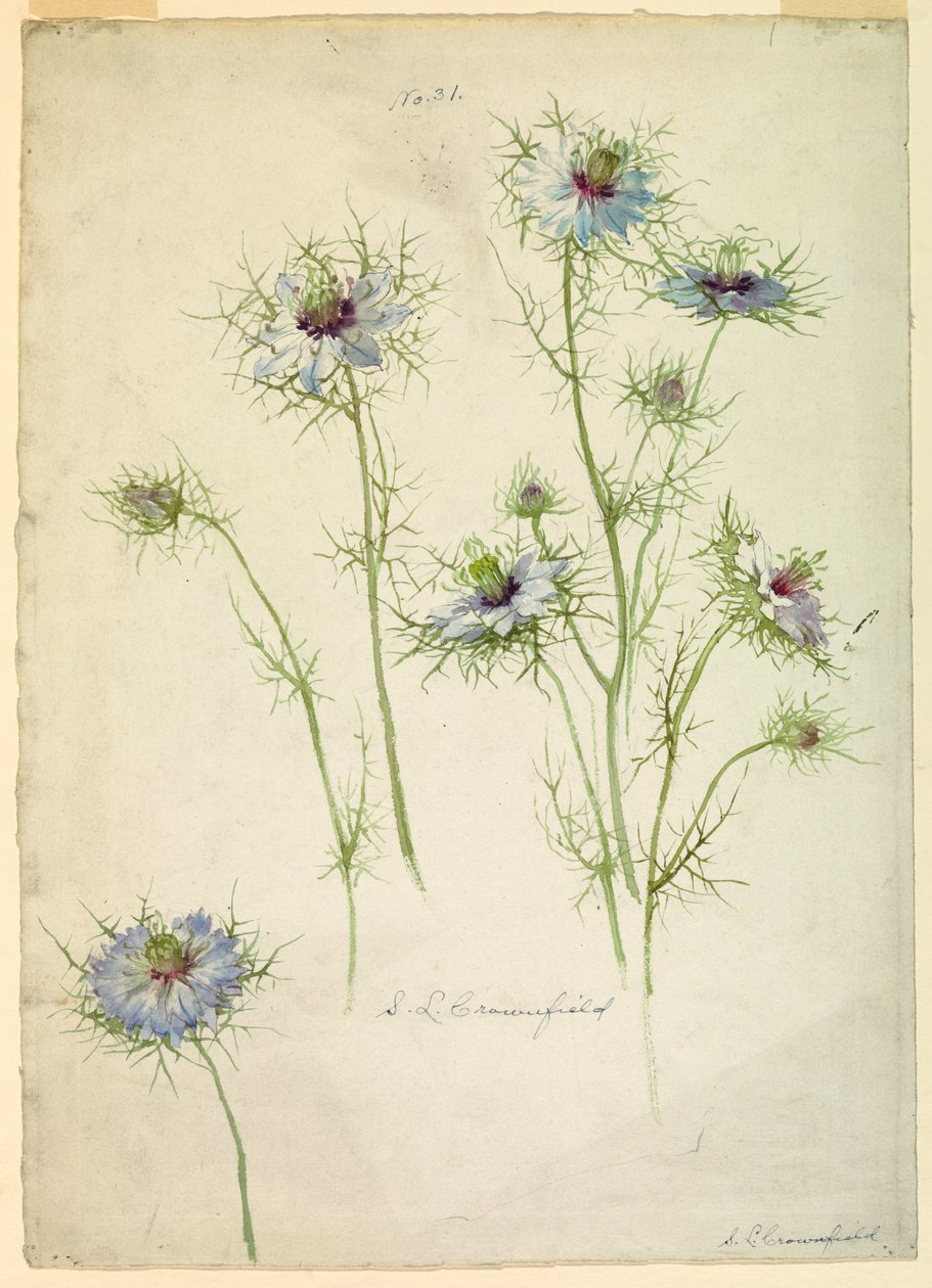 Disegno, Studi: Amore nella nebbia, fine del XIX secolo da Sophia L. Crownfield