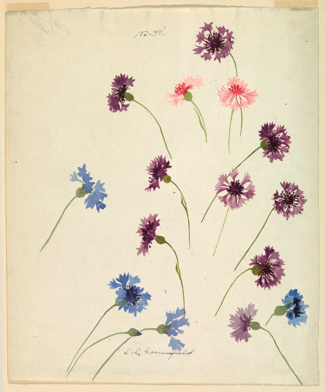 Disegno, studio: Fiordalisi, fine del XIX secolo da Sophia L. Crownfield