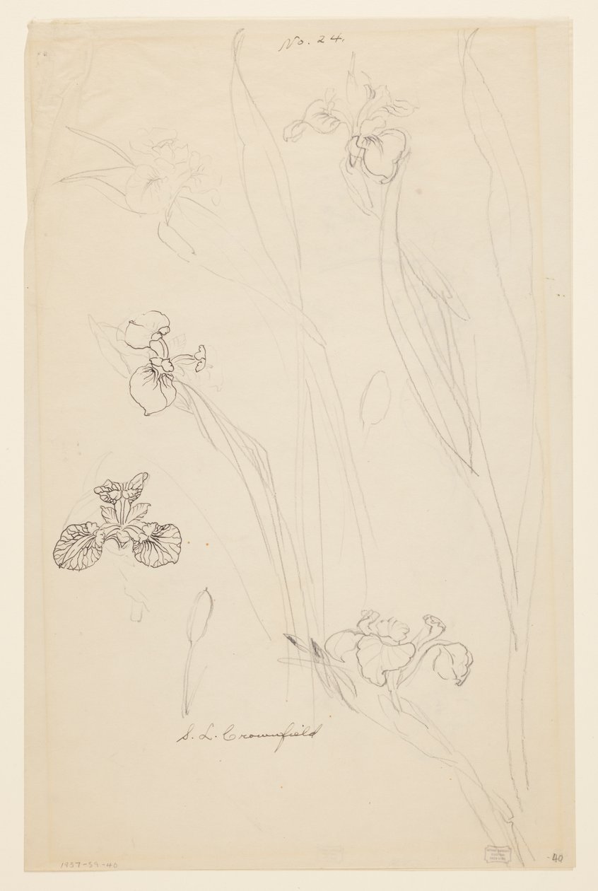 Studi di Iris da Sophia L. Crownfield