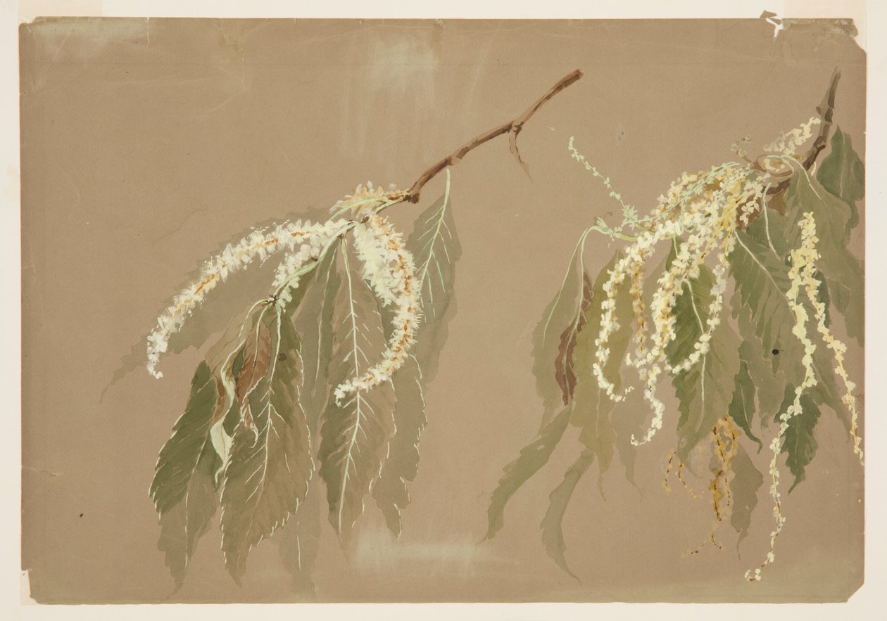 Studio di rami di castagno da Sophia L. Crownfield