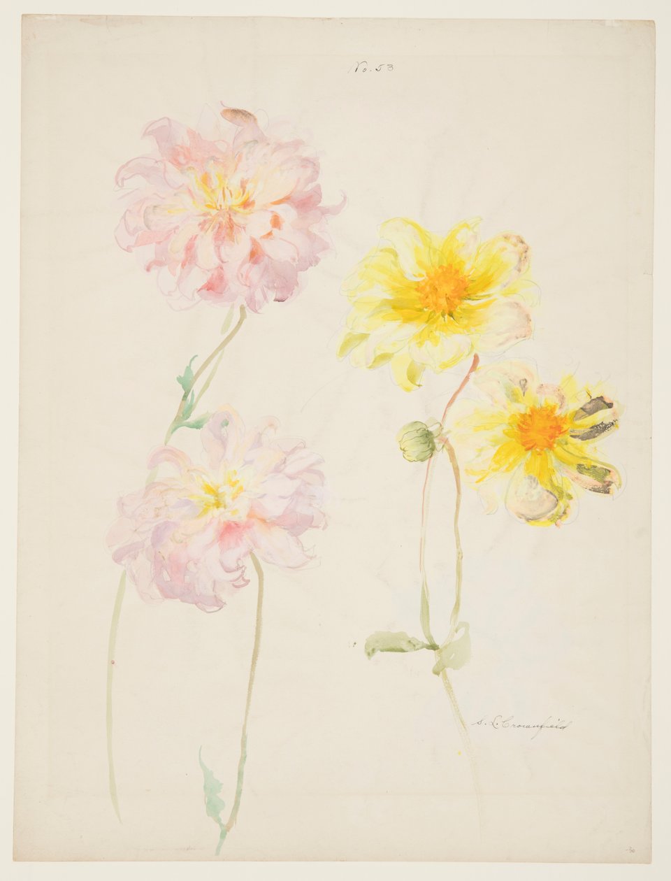 Studio di Dalie da Sophia L. Crownfield