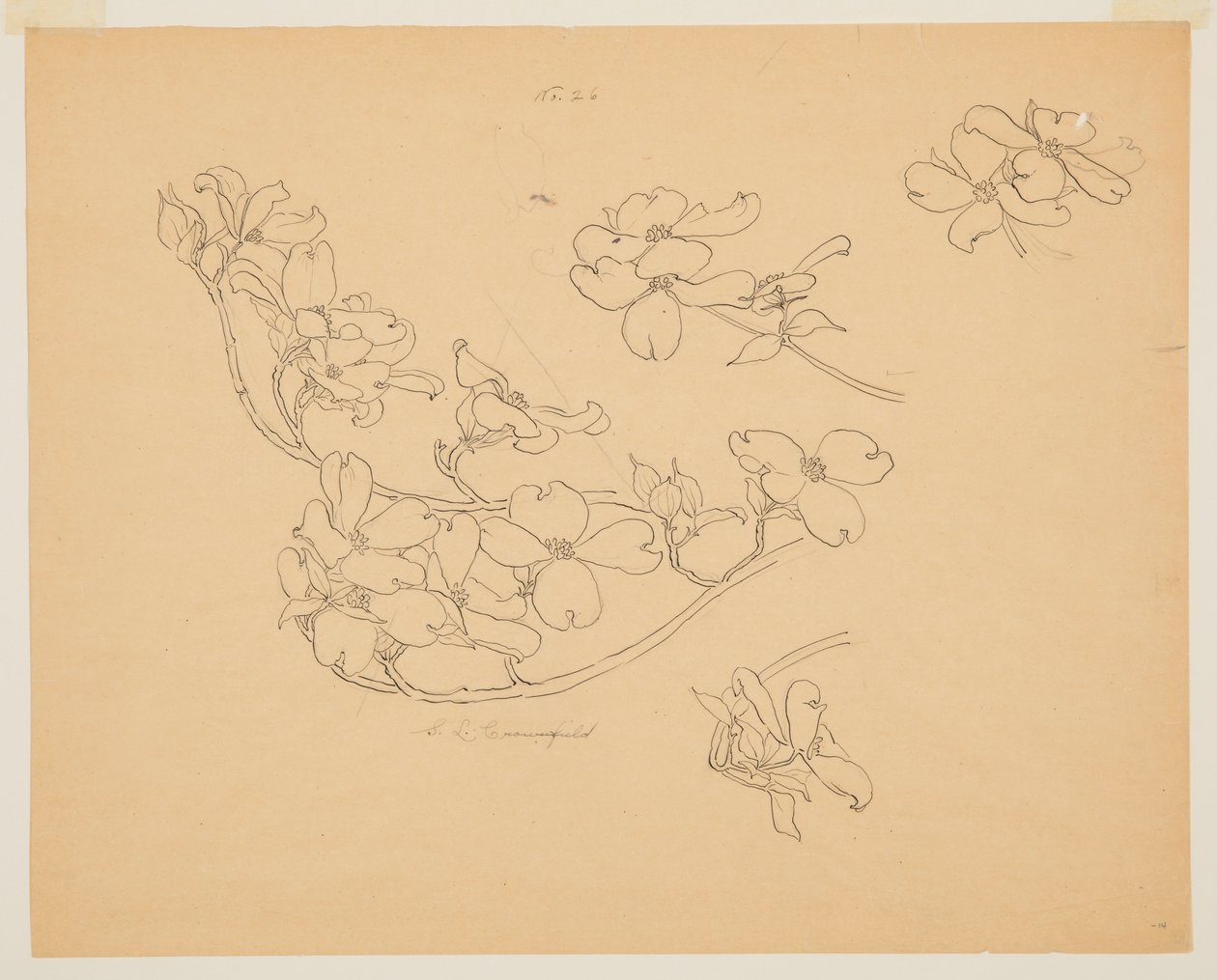 Studio di corniolo da Sophia L. Crownfield