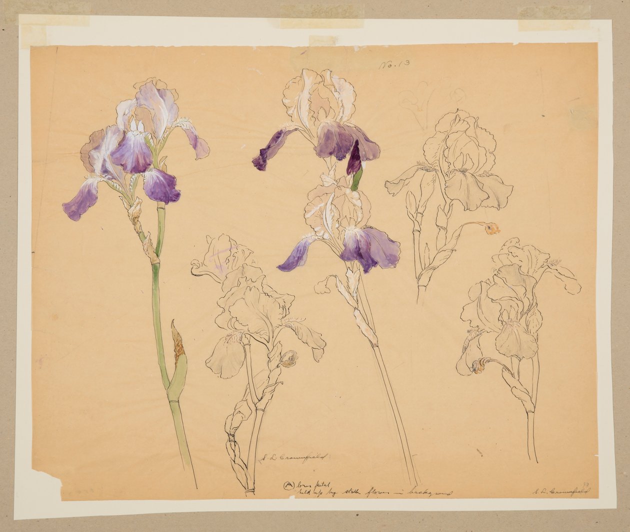 Studio di iris da Sophia L. Crownfield