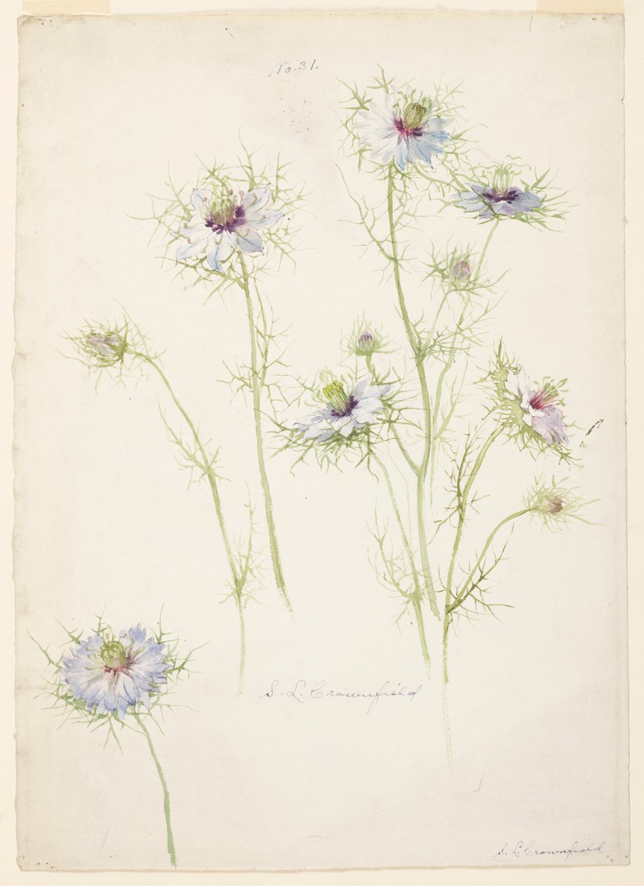 Studio di Nigella damascena da Sophia L. Crownfield