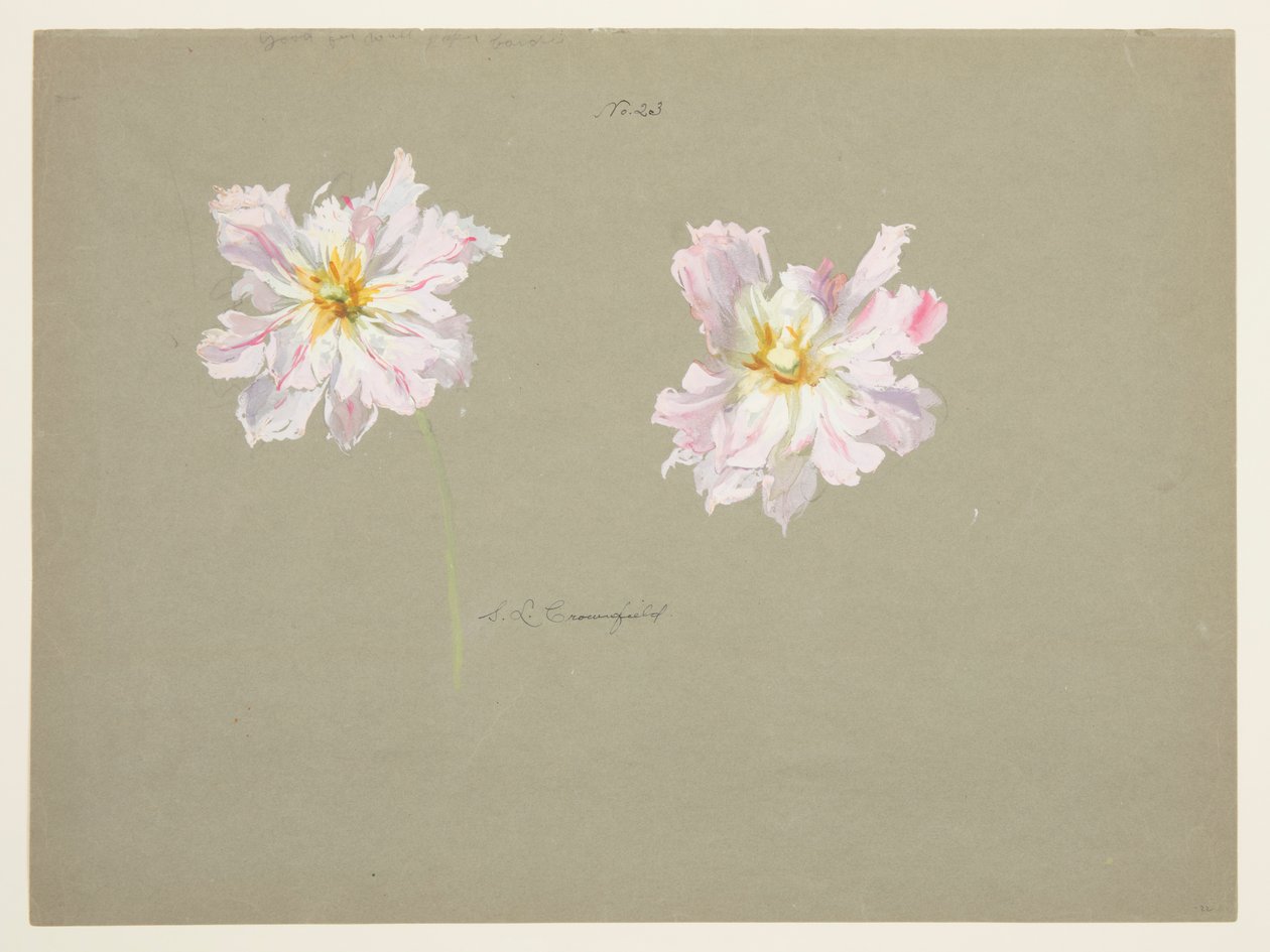 Studio di peonie rosa pallido da Sophia L. Crownfield